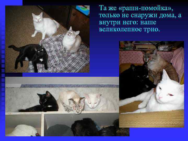 Та же «рашн-помойка» , только не снаружи дома, а внутри него: наше великолепное трио.