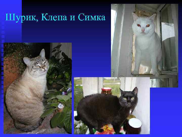 Шурик, Клепа и Симка 