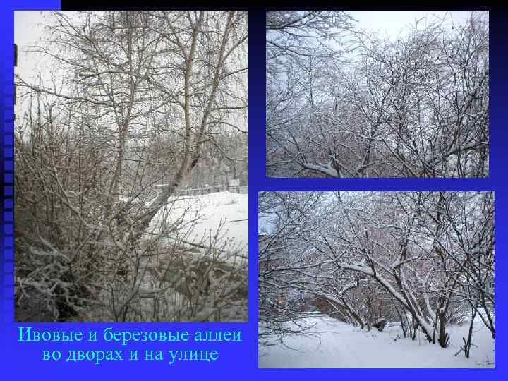 Ивовые и березовые аллеи во дворах и на улице 