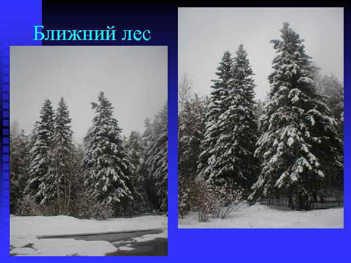 Ближний лес 