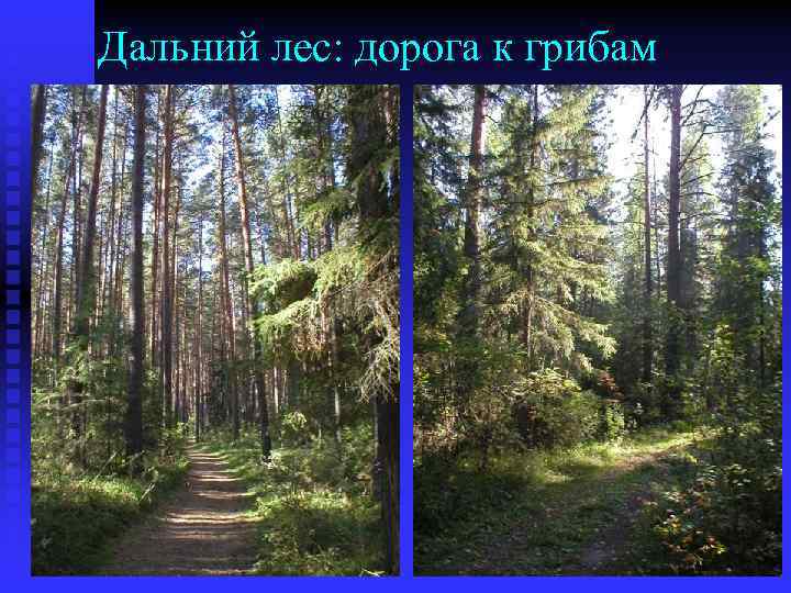 Дальний лес: дорога к грибам 