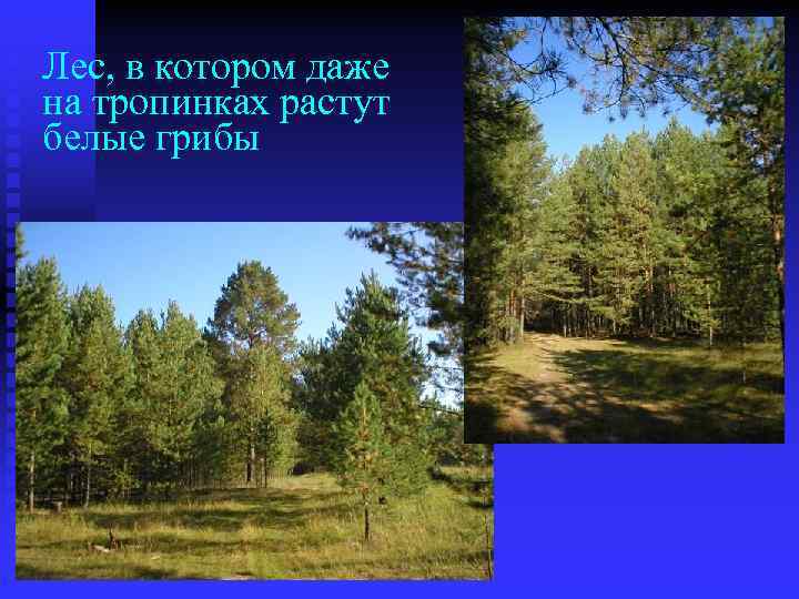 Лес, в котором даже на тропинках растут белые грибы 