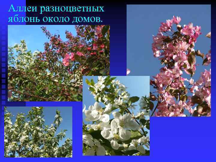 Аллеи разноцветных яблонь около домов. 