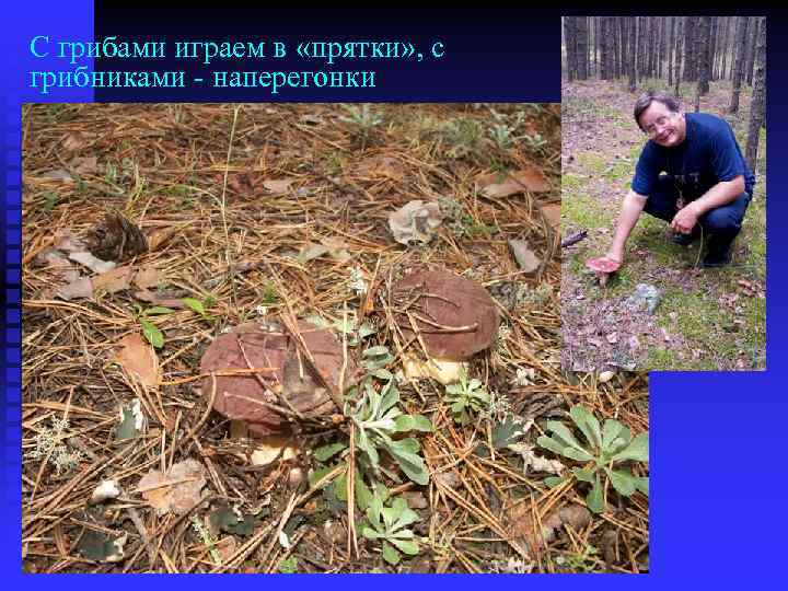 С грибами играем в «прятки» , с грибниками - наперегонки 