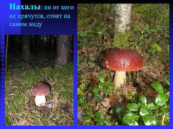 Нахалы: ни от кого не прячутся, стоят на самом виду 