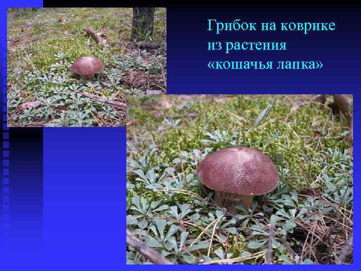 Грибок на коврике из растения «кошачья лапка» 