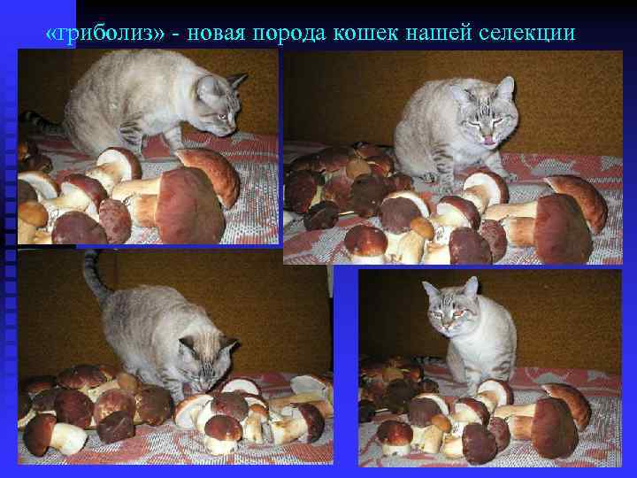  «гриболиз» - новая порода кошек нашей селекции 