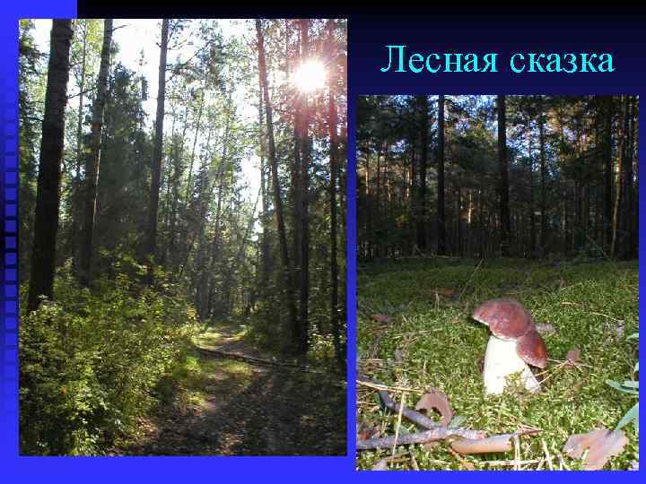 Лесная сказка 