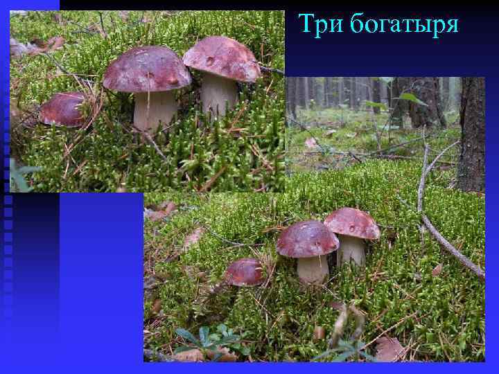 Три богатыря 