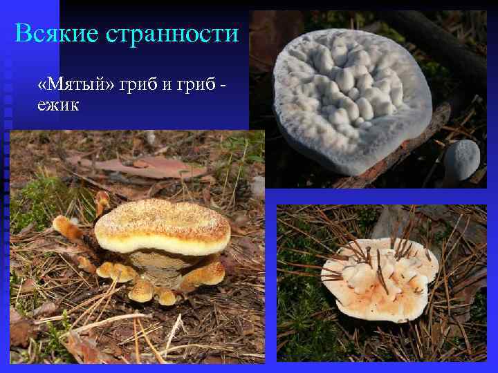 Всякие странности «Мятый» гриб и гриб ежик 