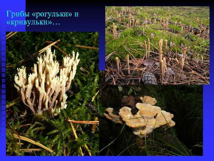 Грибы «рогульки» и «кривульки» … 