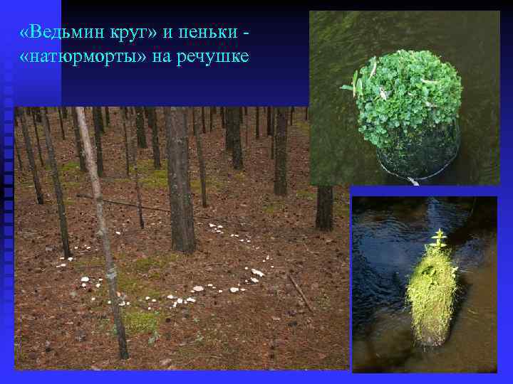  «Ведьмин круг» и пеньки «натюрморты» на речушке 