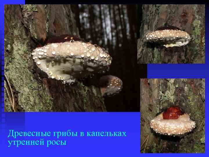 Древесные грибы в капельках утренней росы 