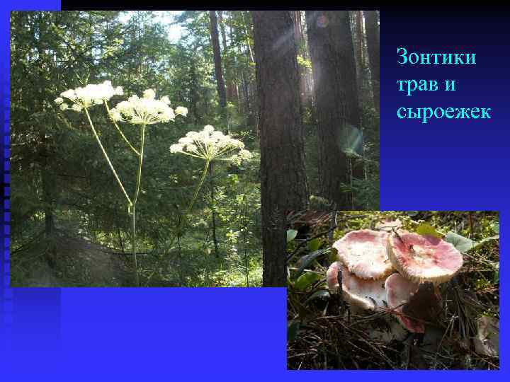 Зонтики трав и сыроежек 