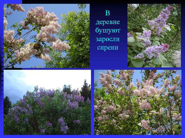 В деревне бушуют заросли сирени 