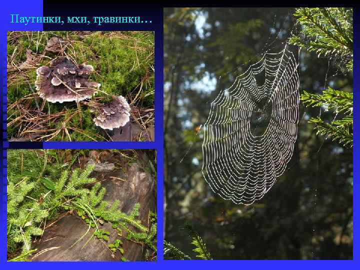 Паутинки, мхи, травинки… 