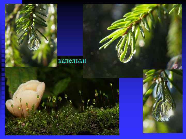 капельки 