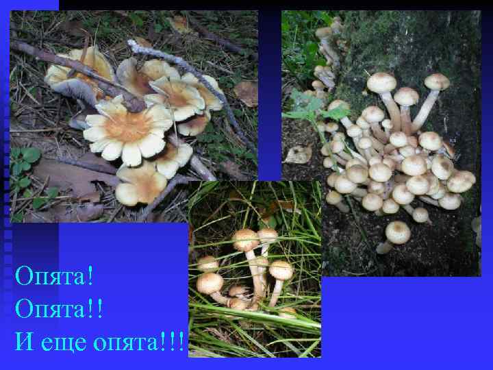 Опята!! И еще опята!!! 