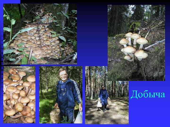 Добыча 