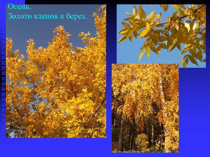 Осень. Золото кленов и берез. 