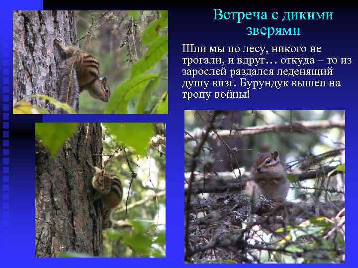 Встреча с дикими зверями Шли мы по лесу, никого не трогали, и вдруг… откуда