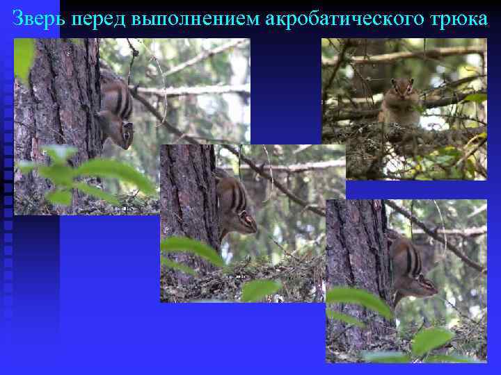 Зверь перед выполнением акробатического трюка 