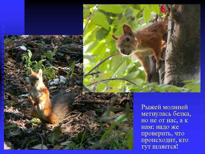Рыжей молнией метнулась белка, но не от нас, а к нам: надо же проверить,