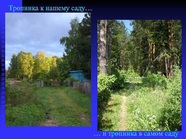 Тропинка к нашему саду… … и тропинка в самом саду 