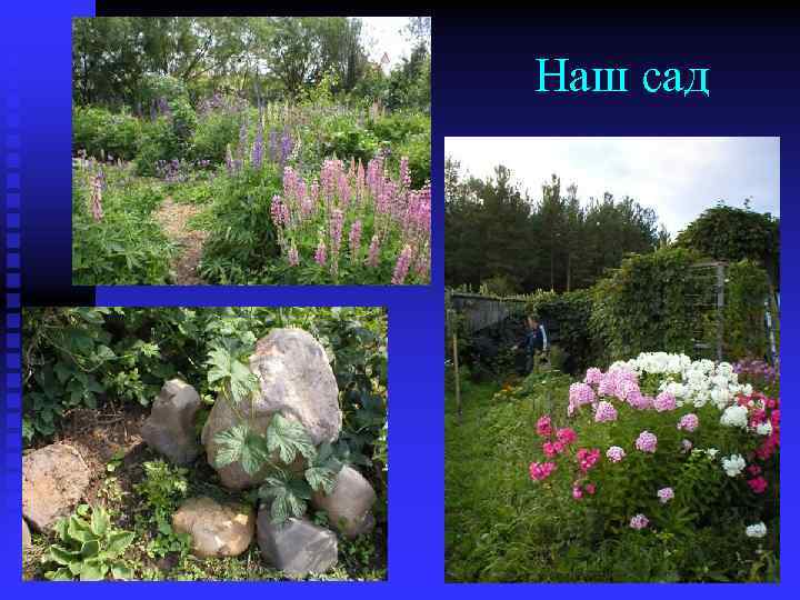 Наш сад 
