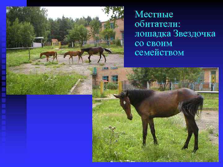 Местные обитатели: лошадка Звездочка со своим семейством 