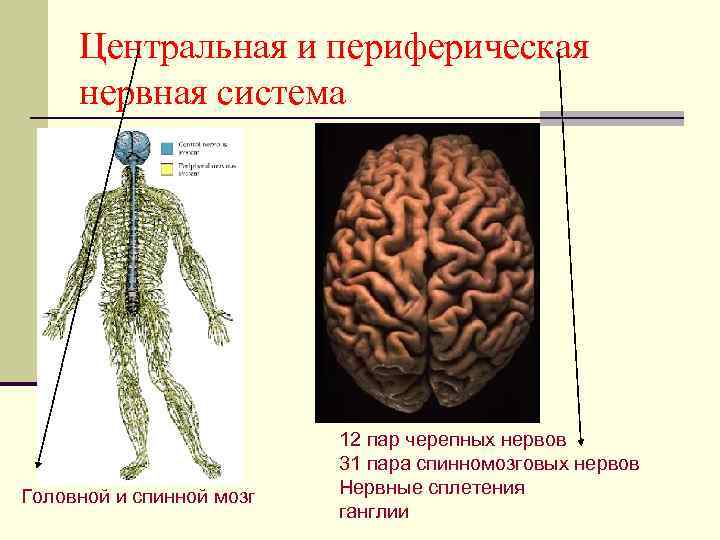 Центральная и периферическая нервная система Головной и спинной мозг 12 пар черепных нервов 31