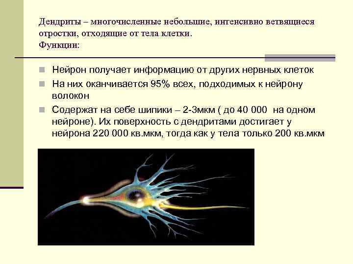 Дендриты – многочисленные небольшие, интенсивно ветвящиеся отростки, отходящие от тела клетки. Функции: n Нейрон