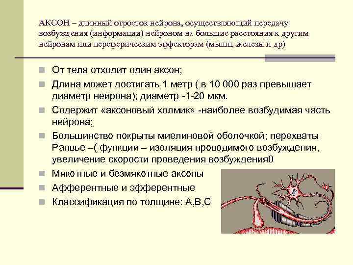 АКСОН – длинный отросток нейрона, осуществляющий передачу возбуждения (информации) нейроном на большие расстояния к