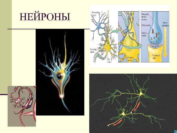 НЕЙРОНЫ 