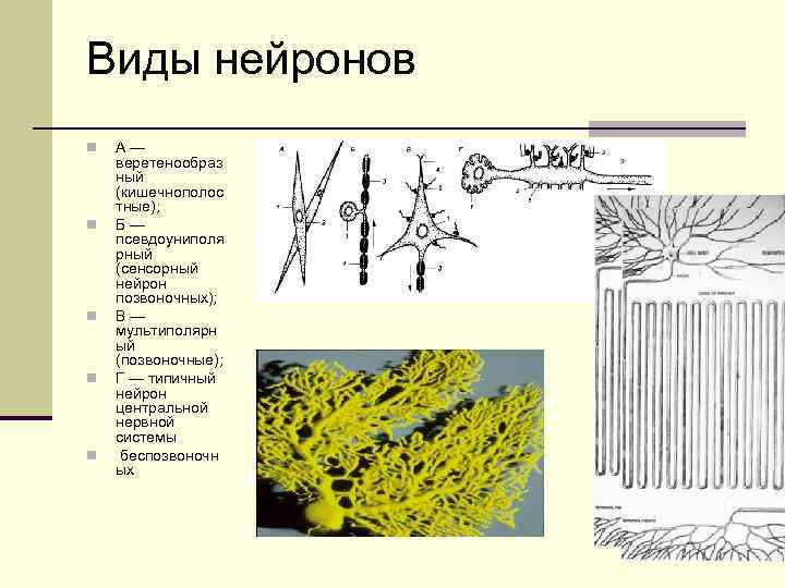 Виды нейронов n n n А— веретенообраз ный (кишечнополос тные); Б— псевдоуниполя рный (сенсорный