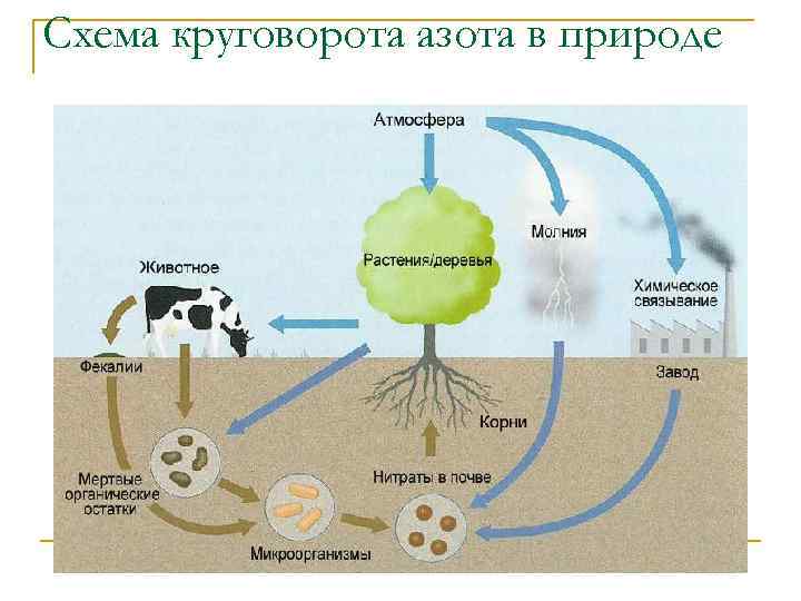 Схема круговорота азота в природе 