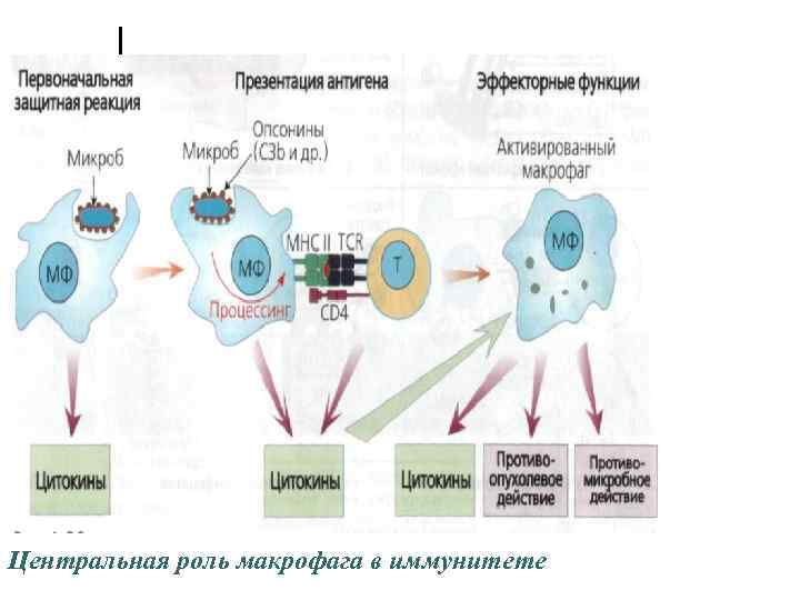 Центральная роль макрофага в иммунитете 