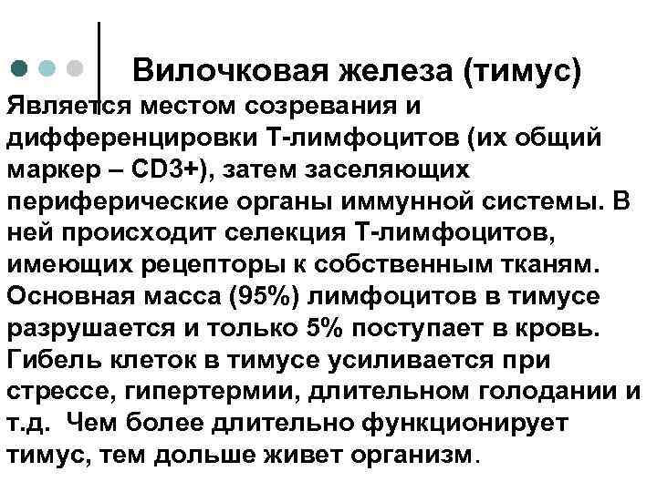 Вилочковая железа (тимус) Является местом созревания и дифференцировки Т-лимфоцитов (их общий маркер – CD