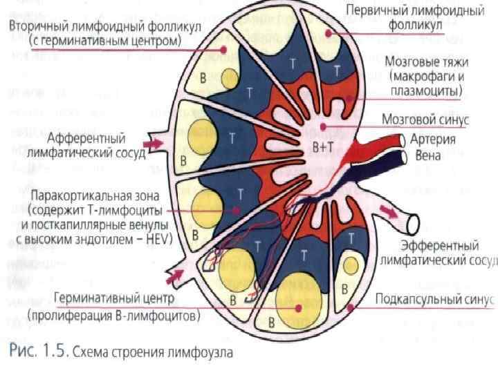 Лимфоидные фолликулы. Т зависимая зона лимфатического узла. Строение лимфатического фолликула. Лимфоидные фолликулы схема. T И B зависимые зоны лимфатического узла.