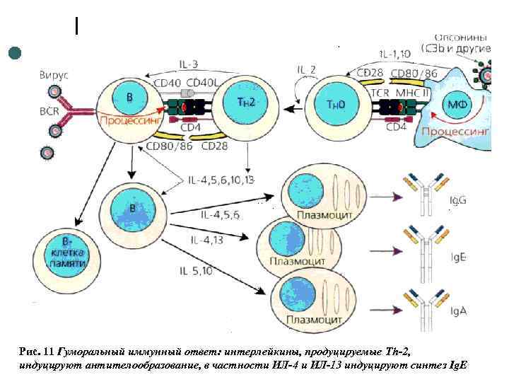 Рис. 11 Гуморальный иммунный ответ: интерлейкины, продуцируемые Th-2, индуцируют антителообразование, в частности ИЛ-4 и