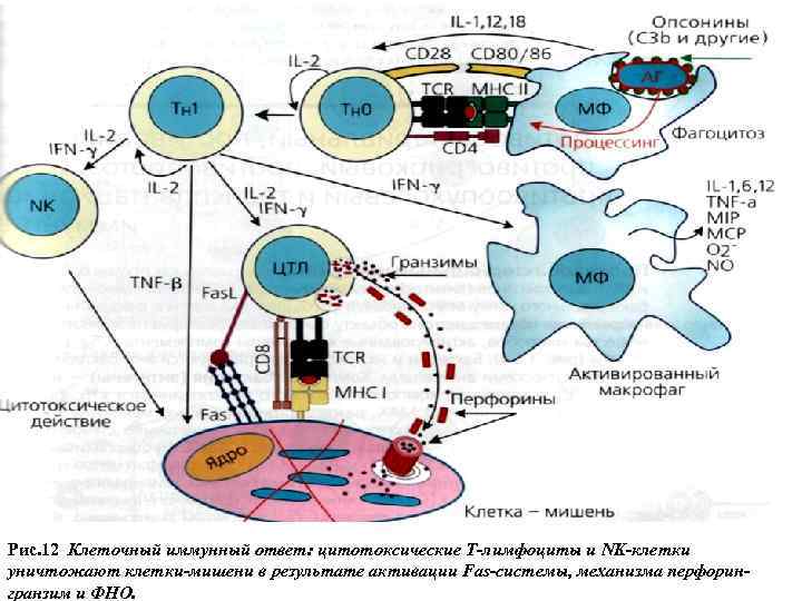 Рис. 12 Клеточный иммунный ответ: цитотоксические Т-лимфоциты и NK-клетки уничтожают клетки-мишени в результате активации