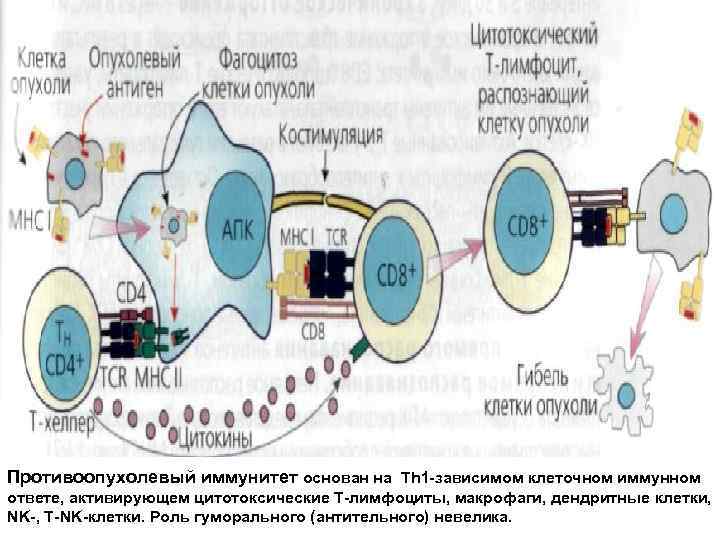 Противоопухолевый иммунитет основан на Тh 1 -зависимом клеточном иммунном ответе, активирующем цитотоксические Т-лимфоциты, макрофаги,