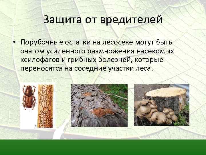 Защита от вредителей • Порубочные остатки на лесосеке могут быть очагом усиленного размножения насекомых