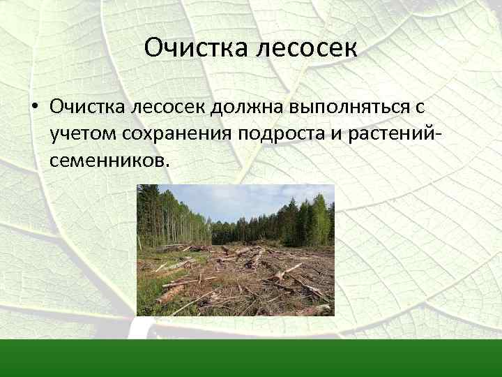 Очистка лесосек • Очистка лесосек должна выполняться с учетом сохранения подроста и растенийсеменников. 