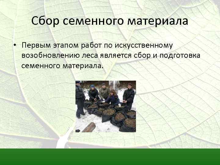 Сбор семенного материала • Первым этапом работ по искусственному возобновлению леса является сбор и