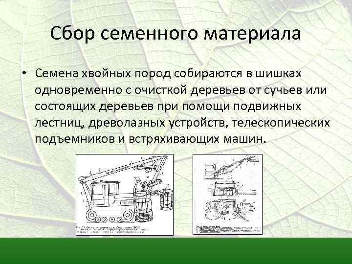 Сбор семенного материала • Семена хвойных пород собираются в шишках одновременно с очисткой деревьев