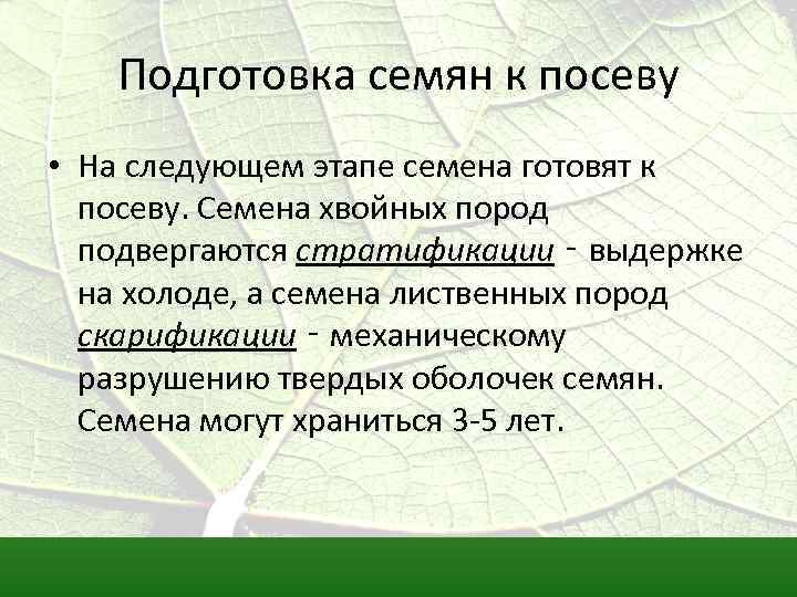 Подготовка семян к посеву • На следующем этапе семена готовят к посеву. Семена хвойных