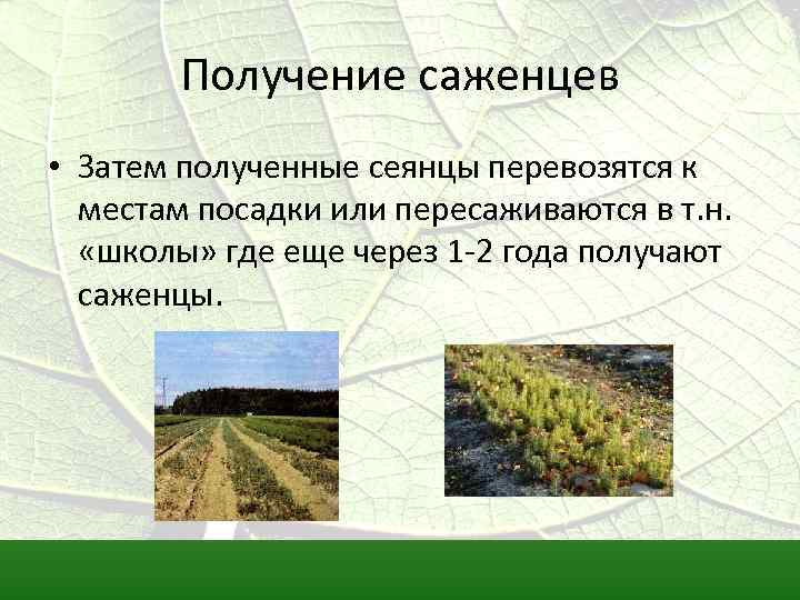 Получение саженцев • Затем полученные сеянцы перевозятся к местам посадки или пересаживаются в т.