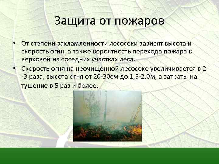Защита от пожаров • От степени захламленности лесосеки зависят высота и скорость огня, а