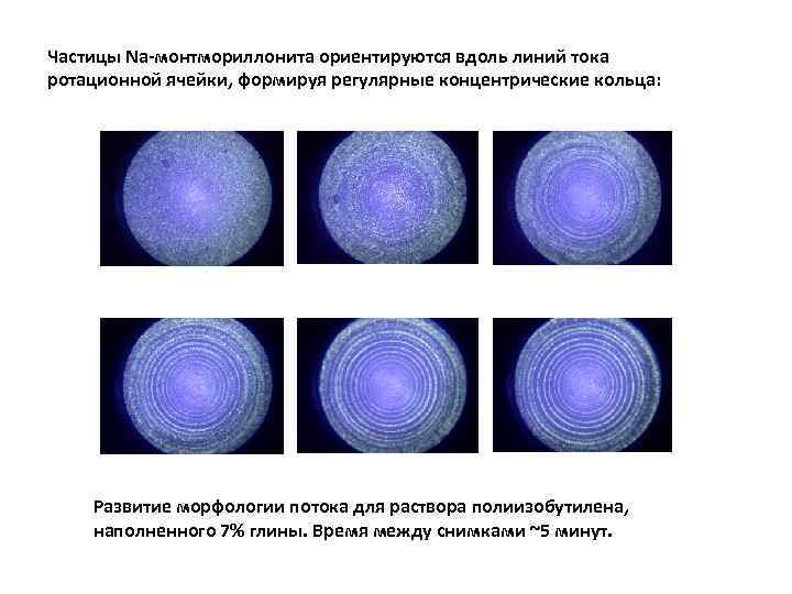 Частицы Na-монтмориллонита ориентируются вдоль линий тока ротационной ячейки, формируя регулярные концентрические кольца: Развитие морфологии
